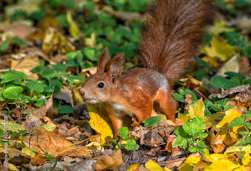 A stunning close-up of a European red squirrel looking for food.
