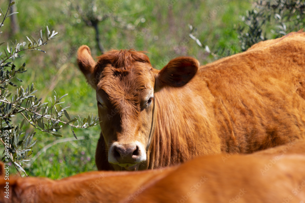 Cow on the field of grass in countryside