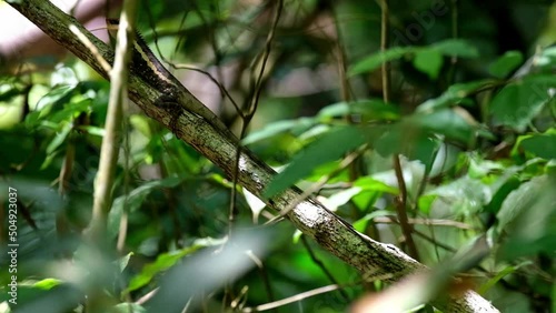 Deep within the foliage pretending to be part of the branch and then moves up going to the left, Forest Garden Lizard Calotes emma, Kaeng Krachan National Park, Thailand. photo