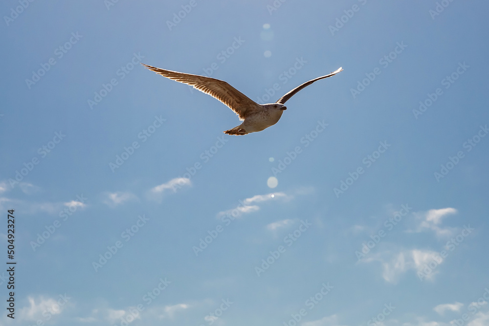 Seagulls bird fly high in a blue sky. Seagulls bird fly high in a blue sky.
