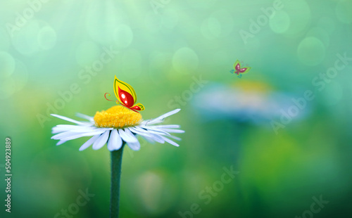 Butterfly on white daisy flower in the summer field.
