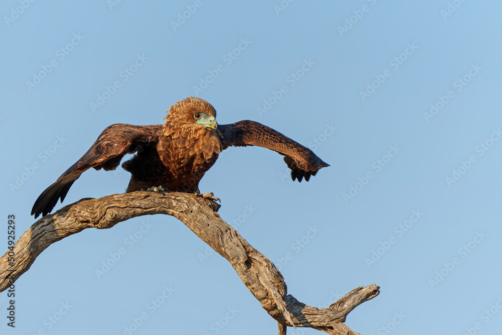 Juvenile bateleur(Terathopius ecaudatus) in a tree in the first warm light preparing for the first morning flight in Kruger National Park in South Africa Juvenile bateleur(Terathopius ecaudatus) in a tree in the first warm light preparing for the first morning flight in Kruger National Park in South Africa