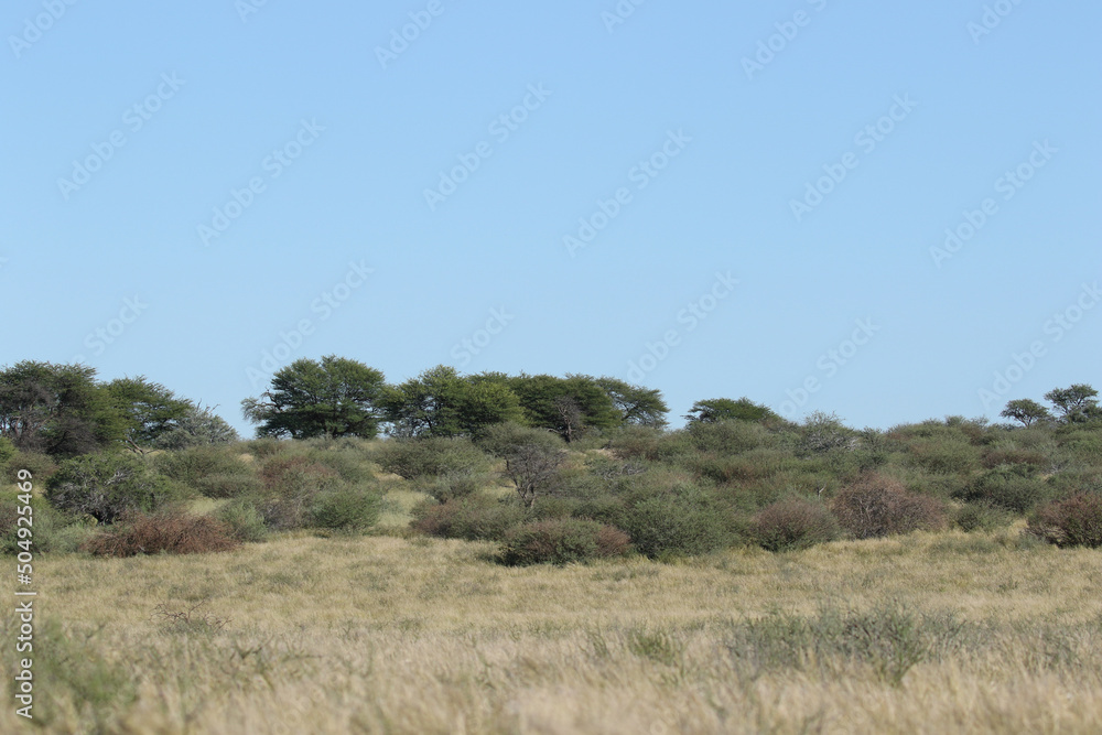 The 'green Kalahari' after all the rain, Kgalagadi Transfrontier Park, South Africa