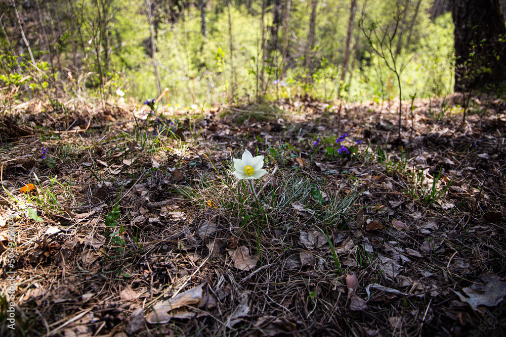 the first spring flowers in the forest, the beauty of nature, towards the sun the first spring flowers in the forest, the beauty of nature, towards the sun