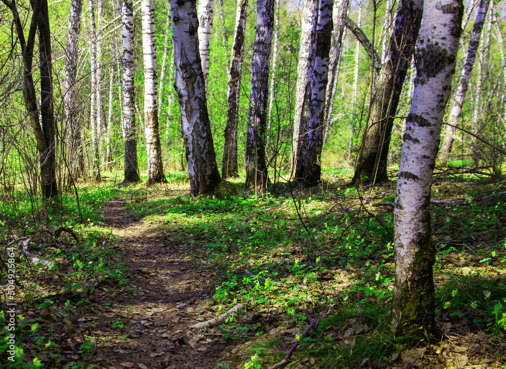 trees in the spring forest, against the background of sprouting grass and flowers trees in the spring forest, against the background of sprouting grass and flowers