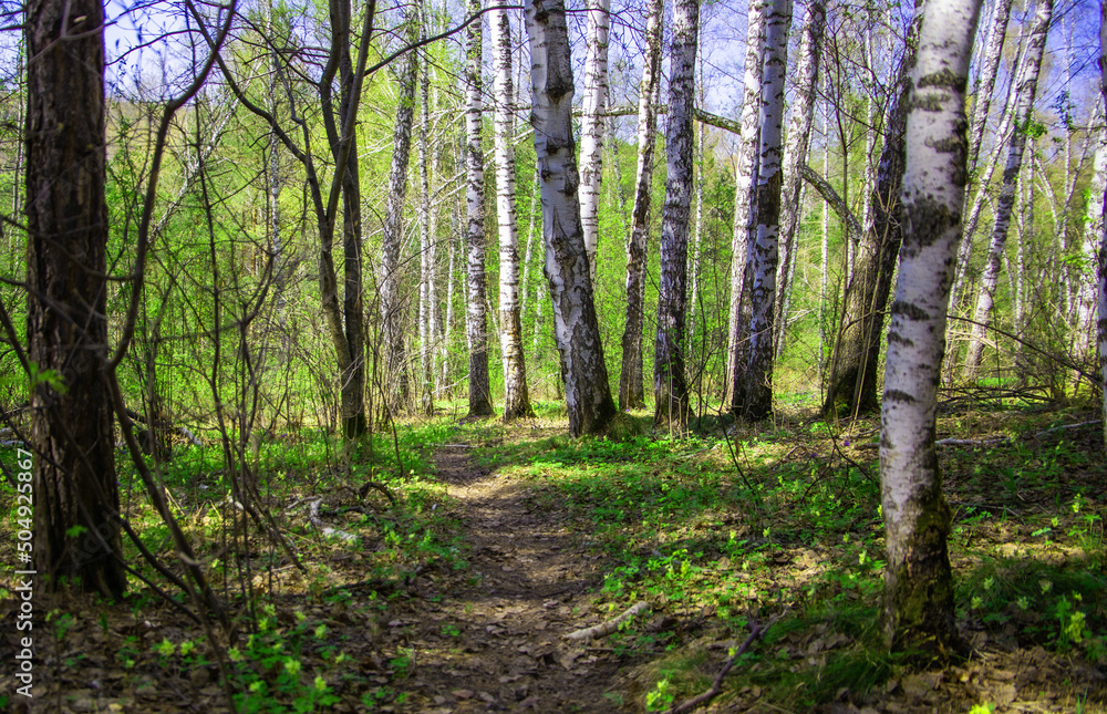 Fototapeta premium trees in the spring forest, against the background of sprouting grass and flowers