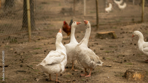 domestic geese, rural household concept, poultry farm, goose farm
