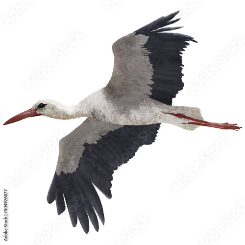 Canvas Print Beautiful white stork (Ciconia ciconia) in flight on a white background