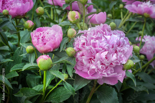 beautiful pink royal peonies in the garden, petals close up