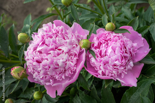 pink peonies, big flowers full of peony, close up of delicate petals