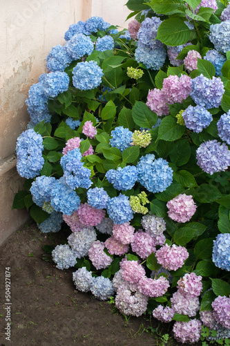 colored cascade of hydrangea flowers in the garden near the house