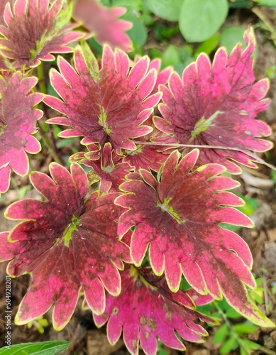 pink flowers in the garden
