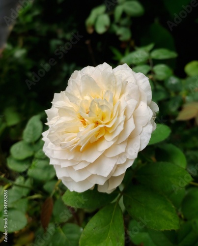 yellow rose in the garden