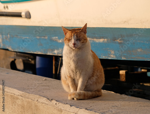 White-red shorthair cat sits on the background of an old wooden boat. The cat is napping in the sun. The muzzle of a cat with yellow-green eyes, a long white mustache, a pink nose and shiny coat.