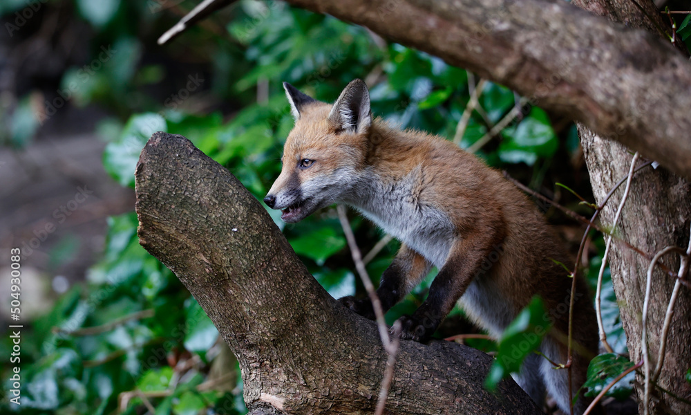 Obraz premium Urban fox cubs explore the garden near their den