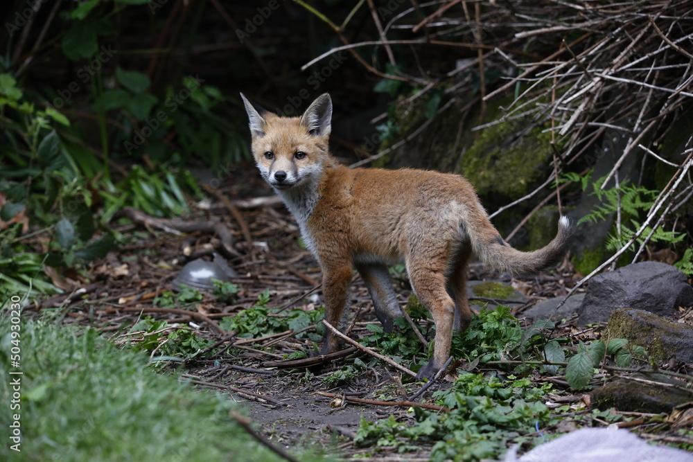 Fototapeta premium Urban fox cubs explore the garden near their den