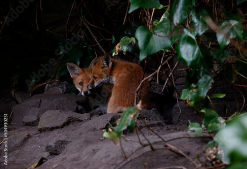 Urban fox cubs explore the garden near their den