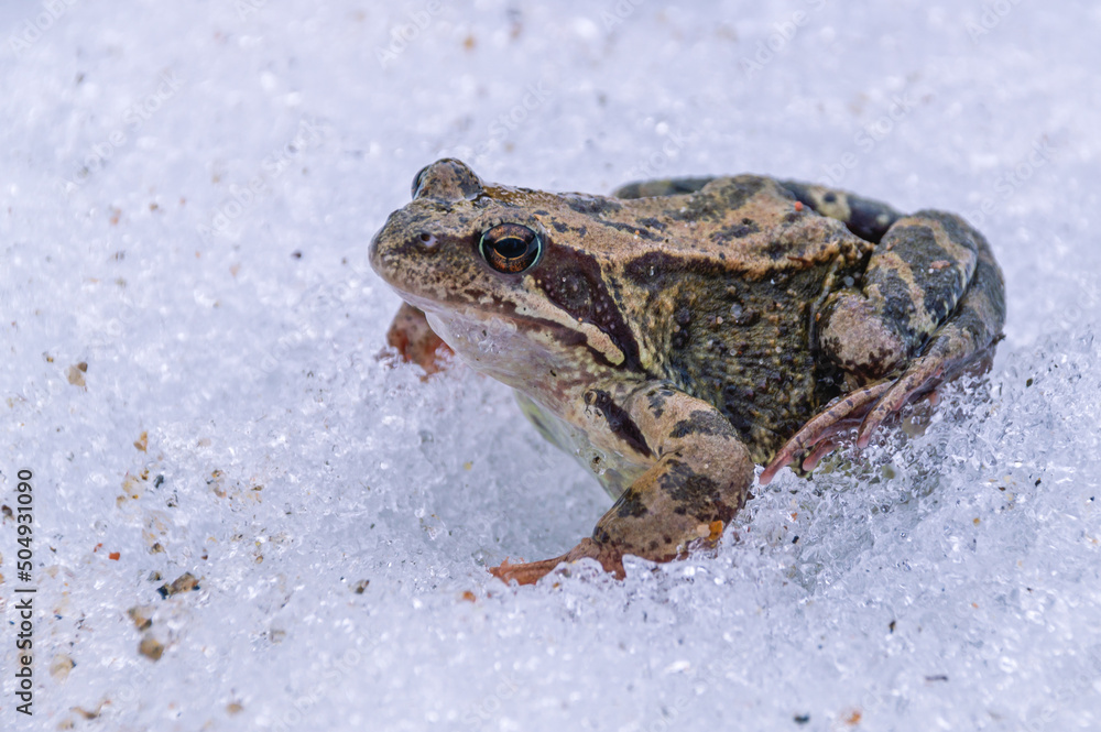 Frogs from the order of tailless amphibians. The frog sits in the snow in the spring after wintering. A frog on white snow. Frogs from the order of tailless amphibians. The frog sits in the snow in the spring after wintering. A frog on white snow.