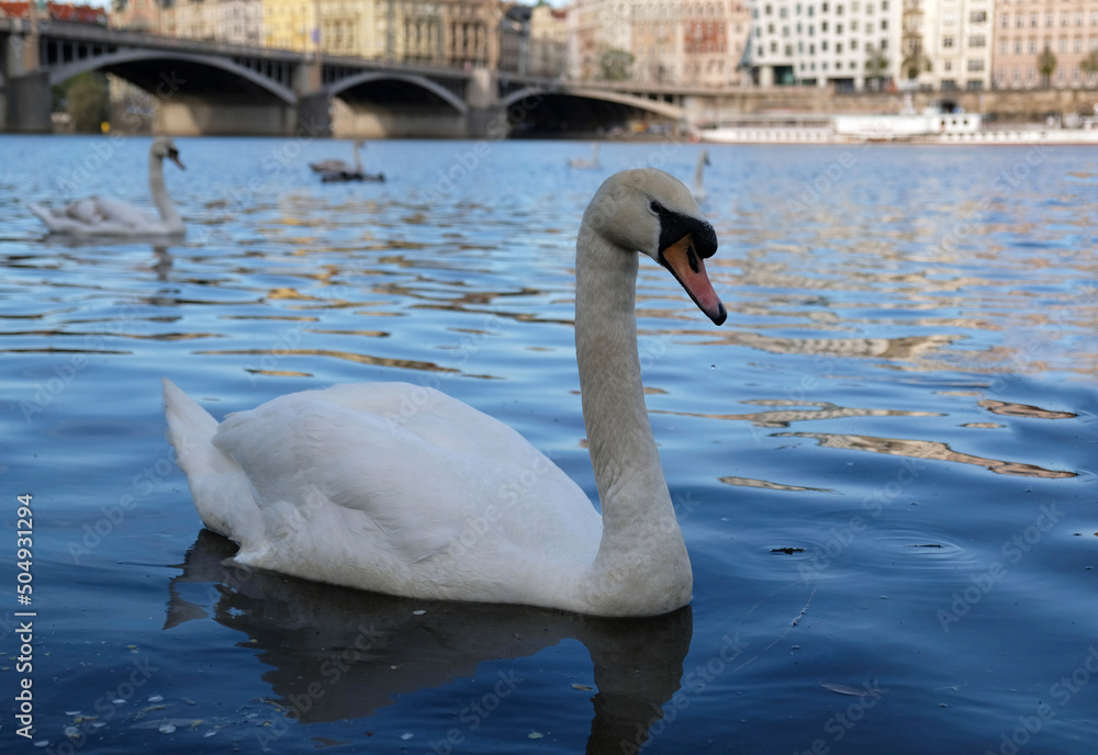 Obraz premium White swans with orange beak and ducks swim in the lake on blue water background. Magical landscape with wild bird and reflection in water.