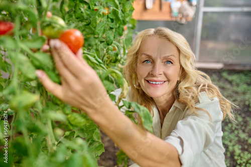 Woman showing at camera growing tomato in greenhouse
