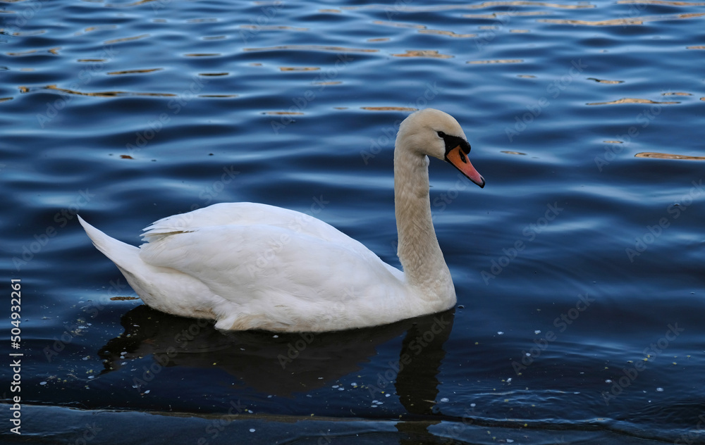 Obraz premium White swans with orange beak and ducks swim in the lake on blue water background. Magical landscape with wild bird and reflection in water.