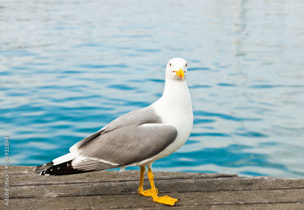 Seagull on a pier close to the water in sunny day Seagull on a pier close to the water in sunny day
