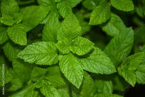 Young and fresh spearmint, garden mint, menthol mint in a garden plot