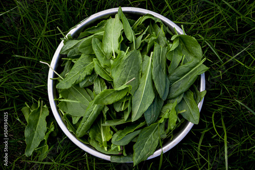 Collection of sorrel. Cut green house sorrel in a plate on the grass. Fresh organic sorrel. photo