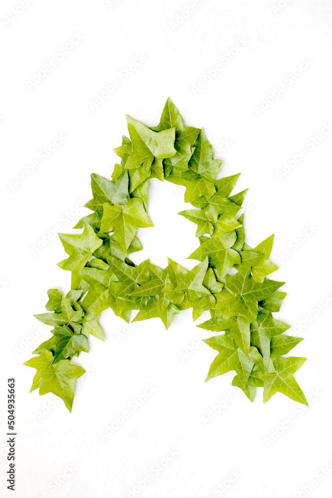 Letter A from decorative ivy on a white background. Letter A from ivy leaves. Leaves alphabet. Font from leaves isolated on white background. Letter A from decorative ivy on a white background. Letter A from ivy leaves. Leaves alphabet. Font from leaves isolated on white background.