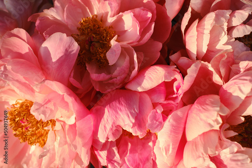 Fototapeta Naklejka Na Ścianę i Meble -  Bouquet of stylish peonies close-up. Pink peony flowers. Close-up of flower petals. Floral greeting card or wallpaper. Delicate abstract floral pastel background