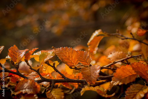 USHUAIA TIERRA DEL FUEGO NATURALEZA 