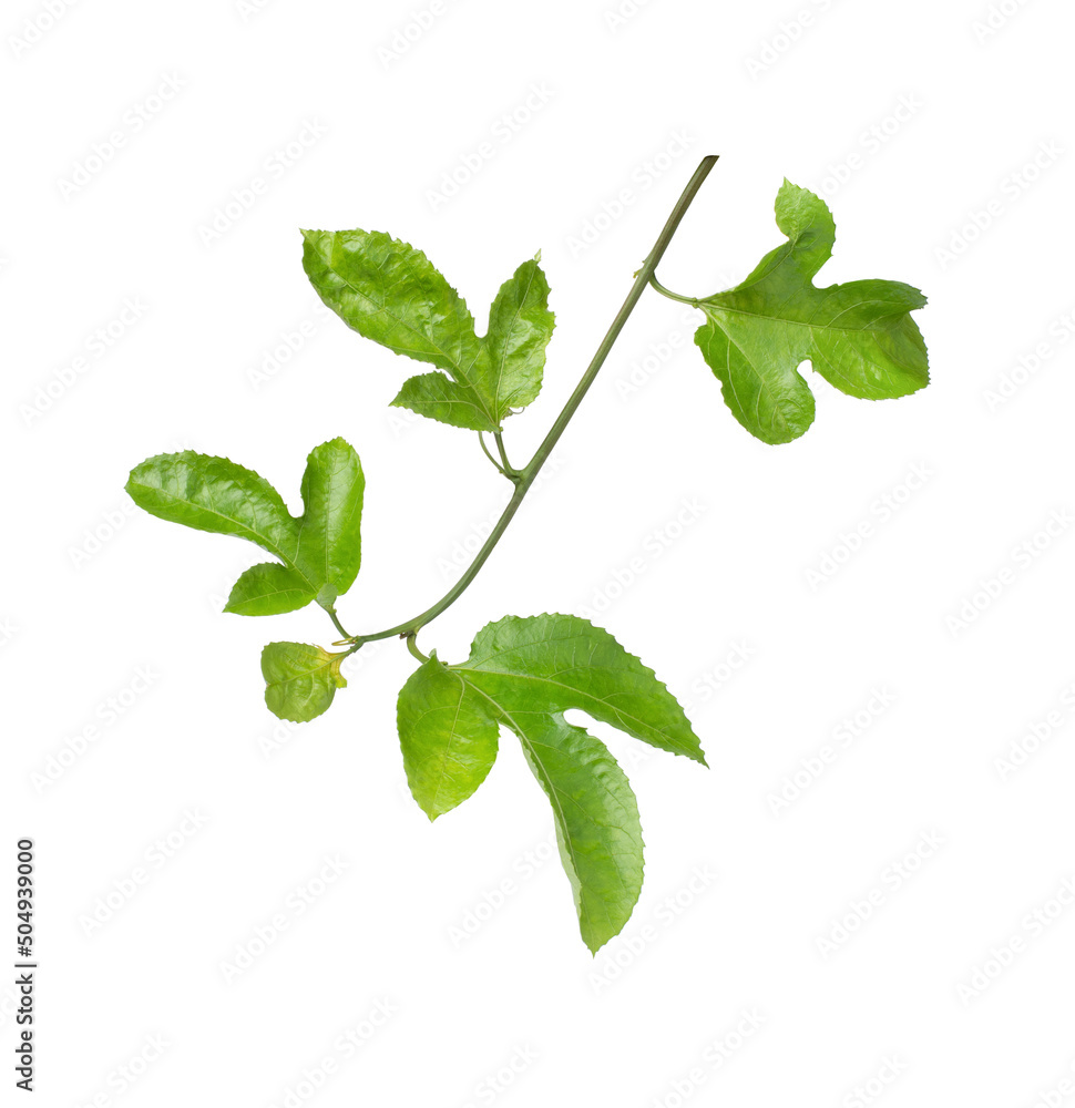Fototapeta premium Branch of passion fruit with leaves isolated on white background.