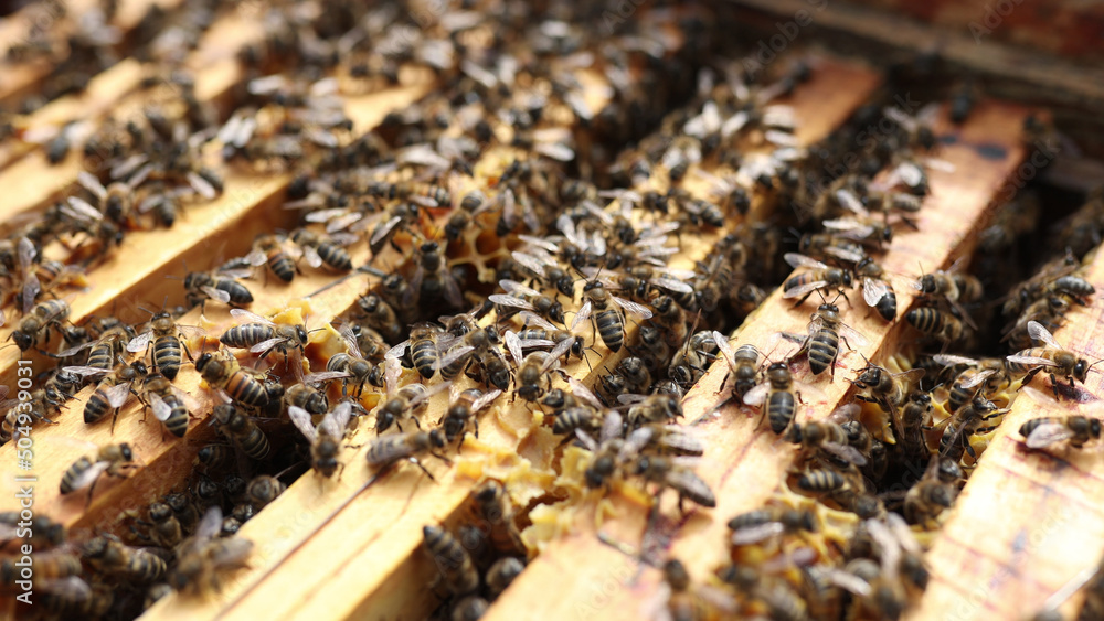 Farmer takes care of the hive with bees close up. The concept of healthy eating Farmer takes care of the hive with bees close up. The concept of healthy eating