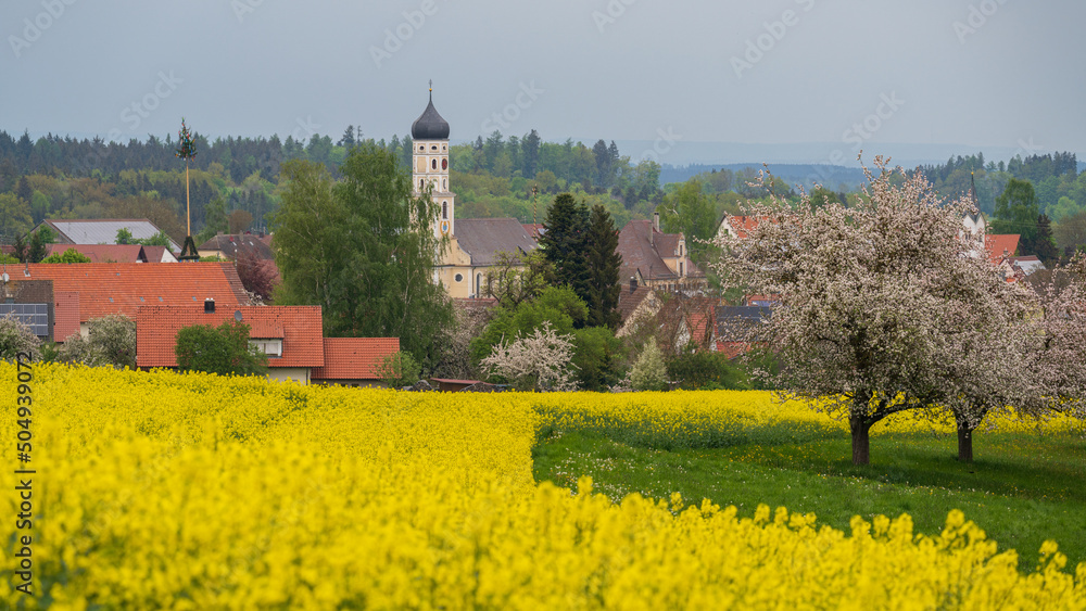 Small City Attenweiler near Biberach in Baden-Württemberg in spring with rapeseed field and spring blossom