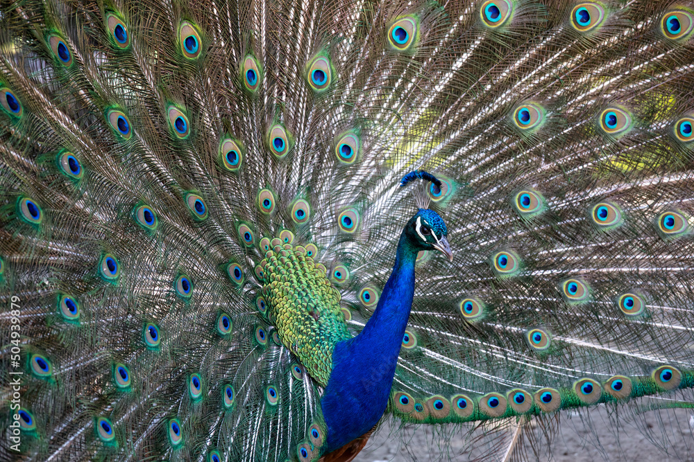 Obraz premium Peacock close-up spread his tail