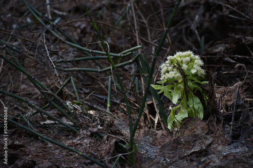 The spring symbolic plant of the Japanese butterbur in Sapporo Japan The spring symbolic plant of the Japanese butterbur in Sapporo Japan