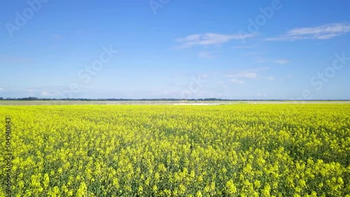 Aerial flyover blooming rapeseed (Brassica Napus) field, flying over yellow canola flowers, idyllic farmer landscape, beautiful nature background, sunny spring day, drone shot moving forward low photo