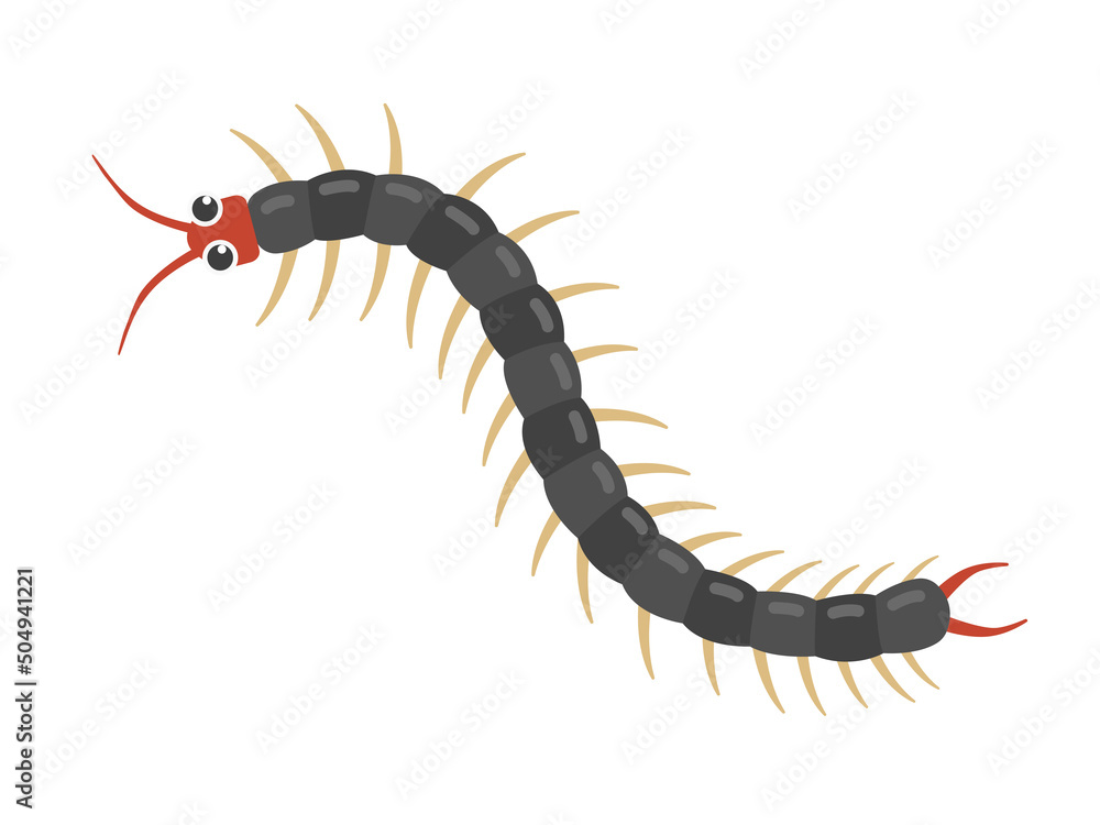 ムカデのイラスト ムカデのイラスト