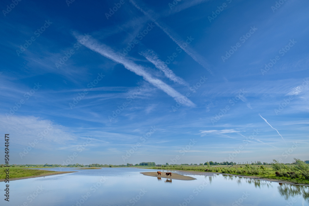 Fototapeta premium Cows cool off in a tributary of the river IJssel. - Koeien zoeken verkoeling in een zijarm van de rivier de IJssel.