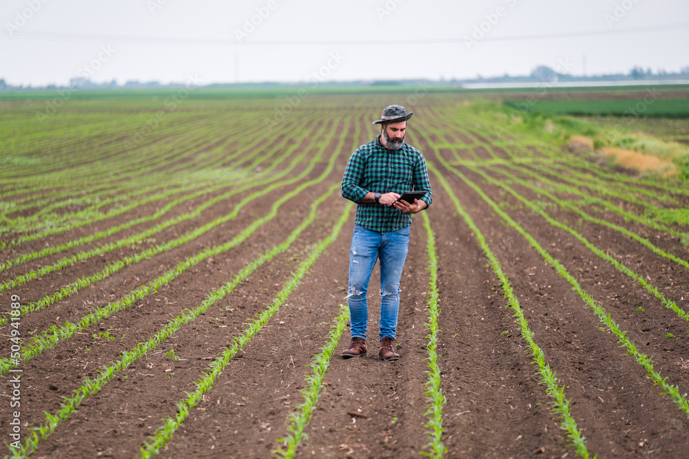 Farmer using digital tablet while standing in his growing corn field.