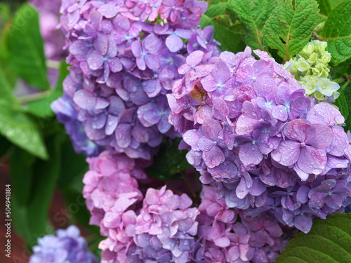 紫色のアジサイの開花
