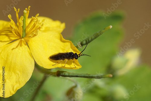 Male sawfly. Probably Cladius pectinicornis. Family Common sawflies (Tenthredinidae). Flower of greater celandineflower (Chelidonium majus), family Papaveraceae. Spring, May, Dutch garden. photo