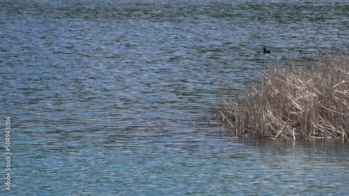 Eurasian Coot swims on lake (Fulica atra) - (4K) photo