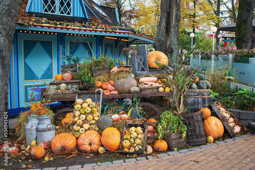 Photography Beautiful Halloween decoration with orange pumpkis in the park or in the garden