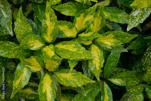 雨に濡れたアオキ