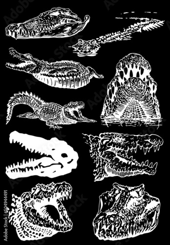 Graphical  set of crocodiles isolated on black background, vector illustration