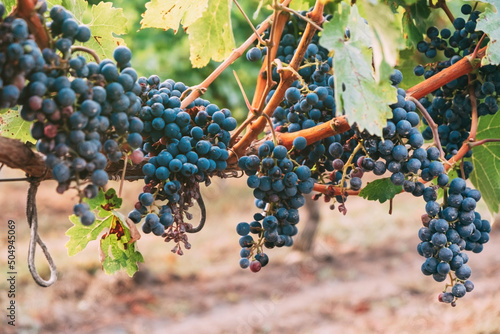 Grapevine with clusters of ripe blue grapes. Growing wine grapes. photo