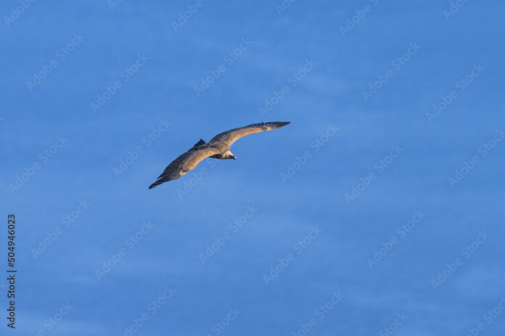 One griffon vulture flying in front of blue sea