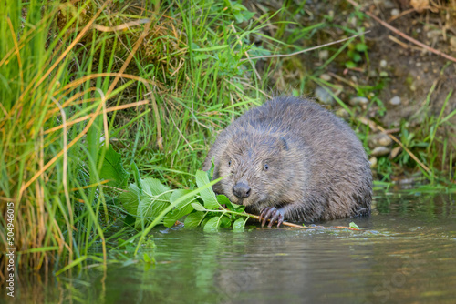 A Eurasian beaver eating in the morning photo