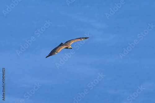 One griffon vulture flying in front of blue sea